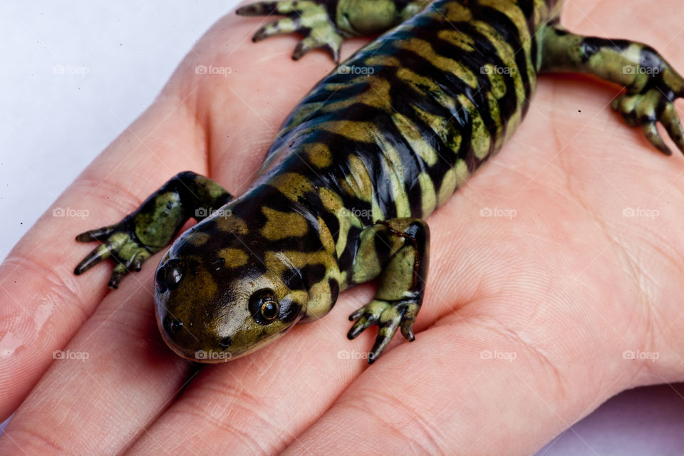 Tiger Salamander on hand. This is a close up photograph of a Tiger Salamander on a hand.
