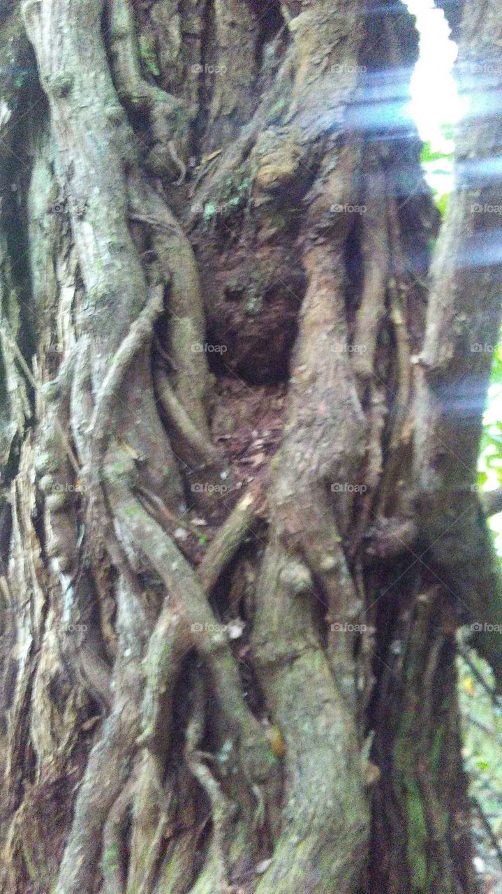 Tree, Wood, Root, Nature, Jungle