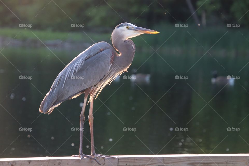 Sun shines on a beautiful Blue Herron at a pond in northern Ohio, USA