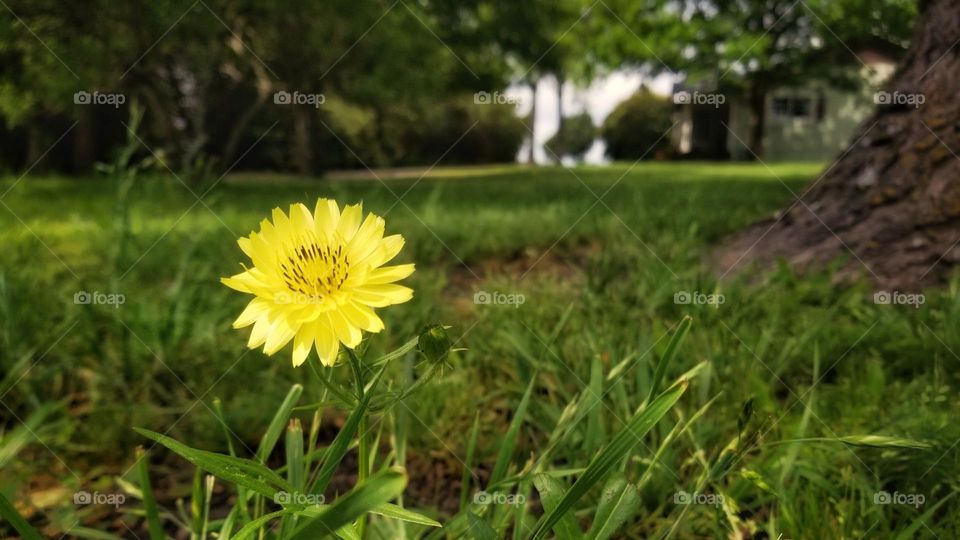 Beautiful Yellow Dandelion in the Grass of the Yard at Home