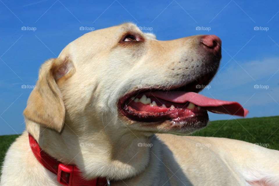 Close-up of dog with mouth open