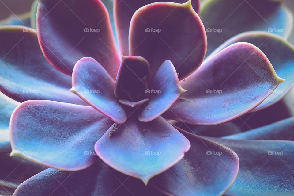 Succulent plant flower close-up