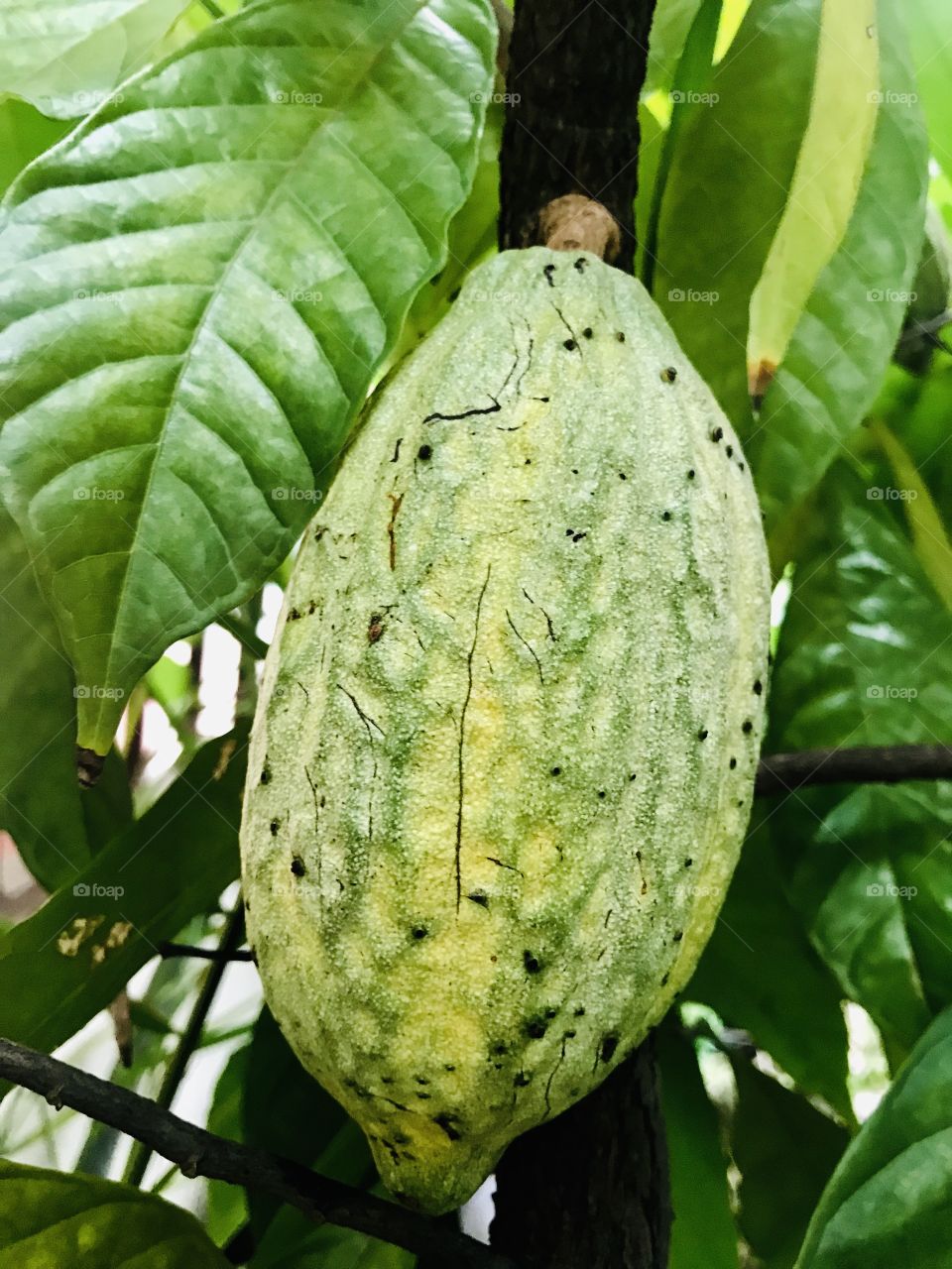 Cocoa fruit on the tree 