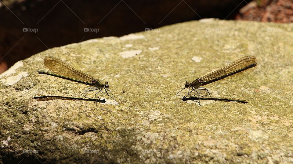 Two dragonflies facing each other