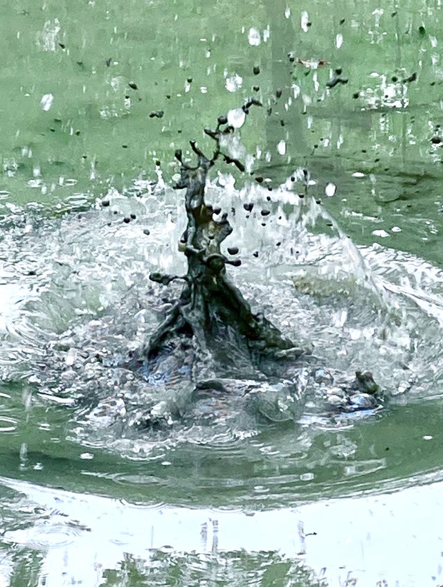 splashing water from a thrown stone