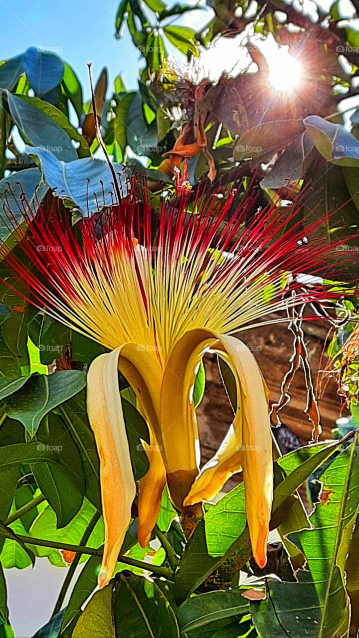 Flower  in autumn,yellow,red,tree,shell, flower,autumn,floral,colorful,blossom,blooming,landscape,nature,reflection, season