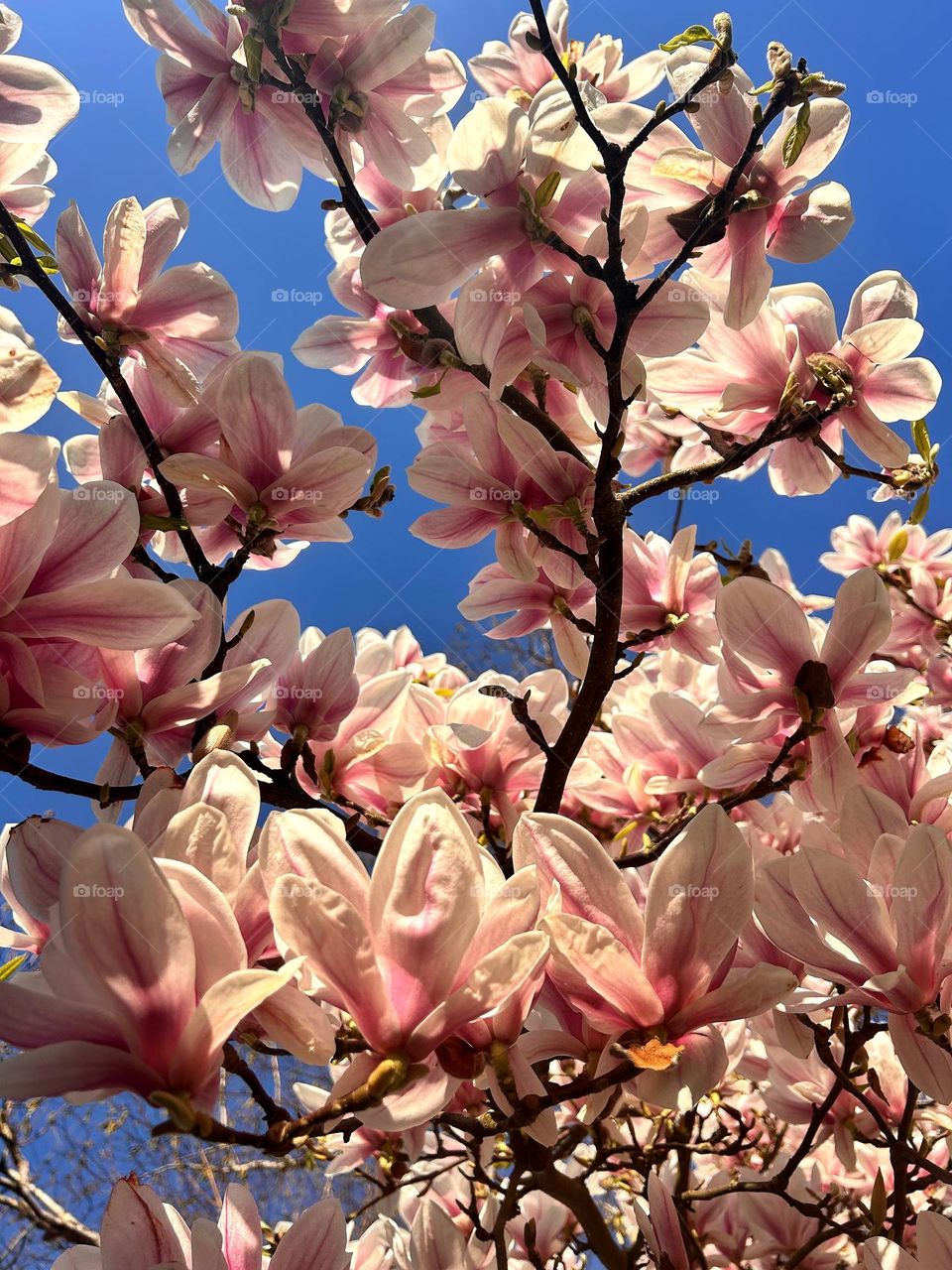 Blossoming in Netherlands 