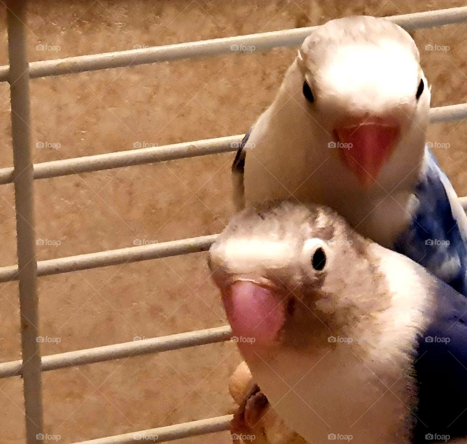 Two birds in a cage, cozy