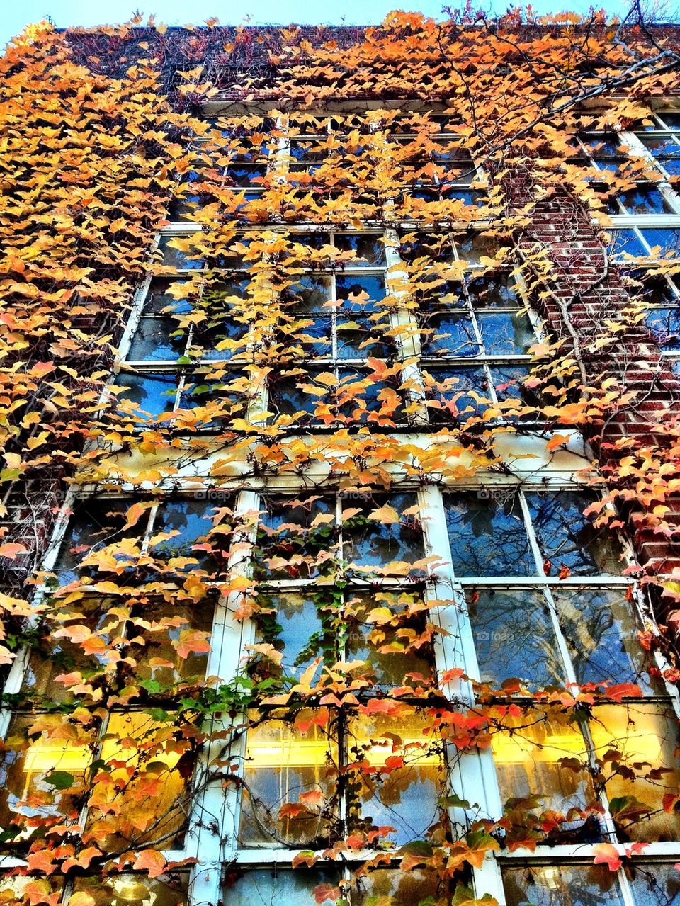 Window leaves