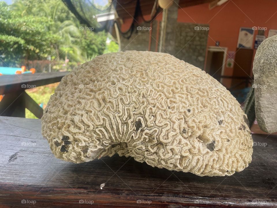 Brain coral 