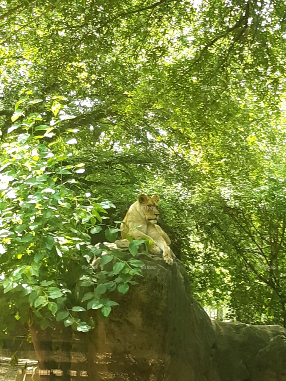 lionesse