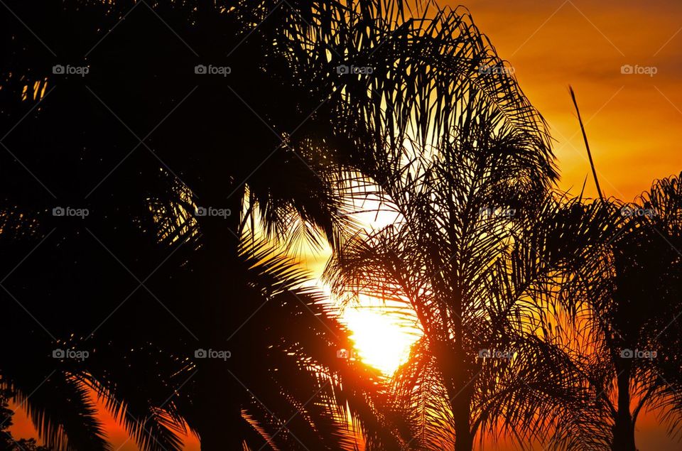 Palm Tree Sunrise