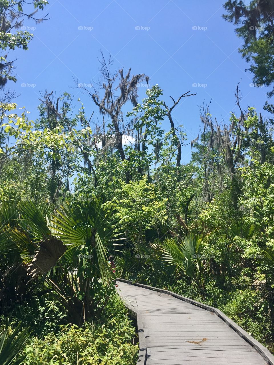 Bayou in New Orleans 