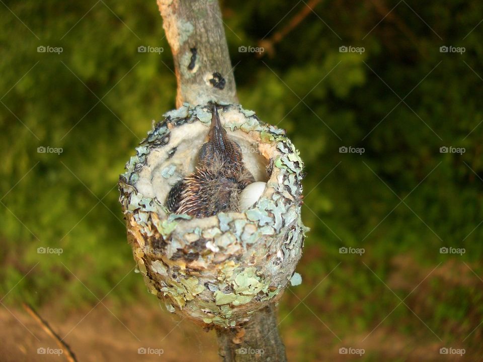 Humming bird nest 