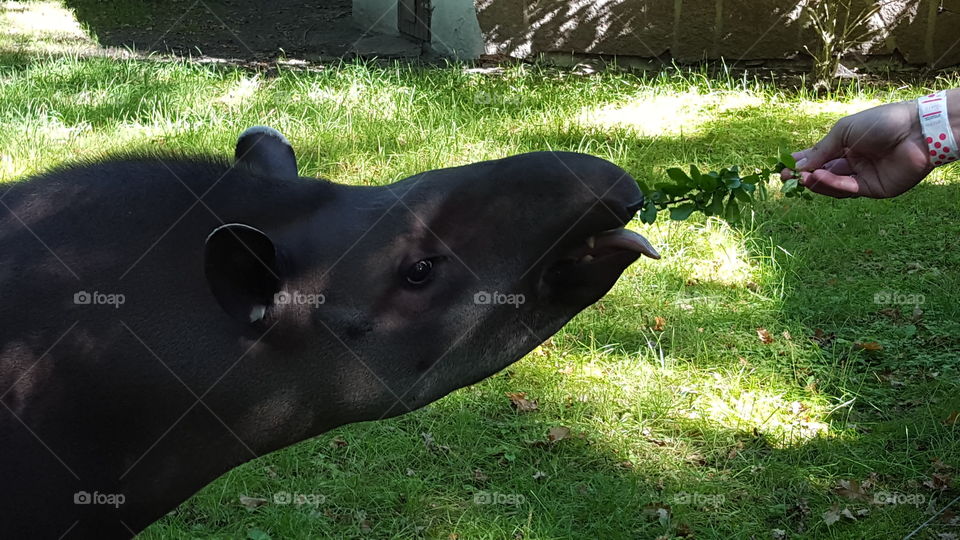 Feeding a tapir