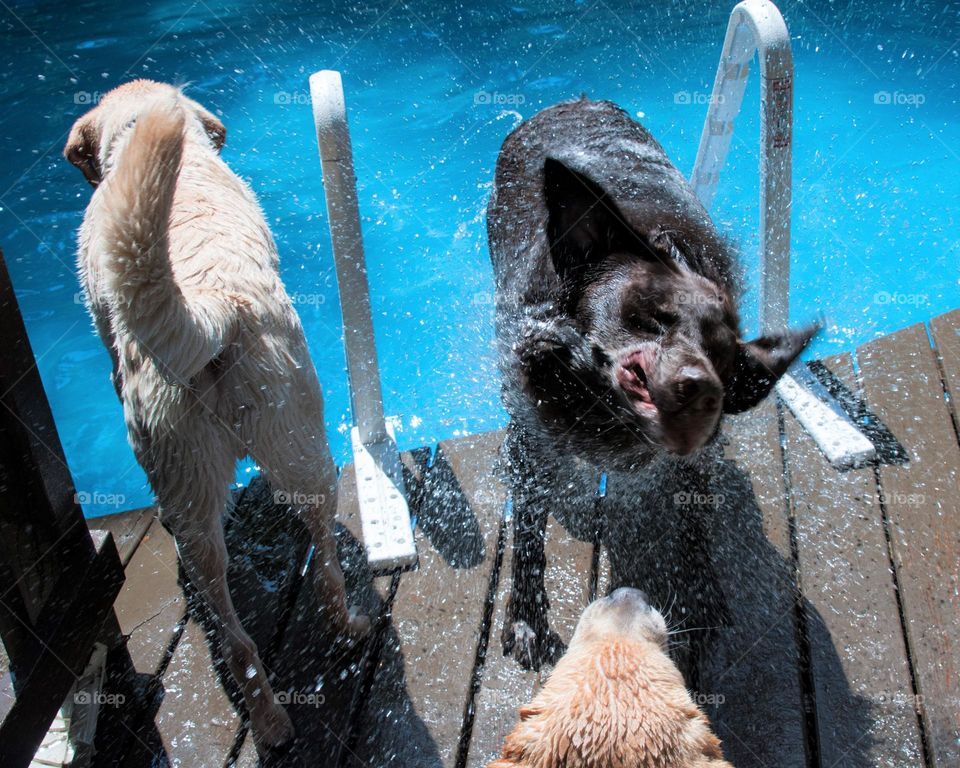 Labrador retrievers swimming 