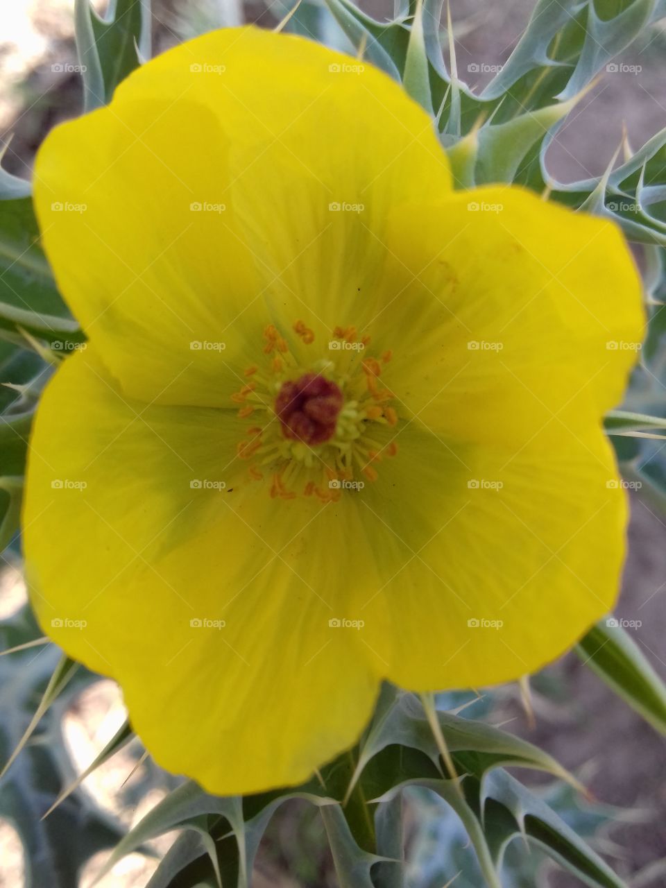 High angle view of yellow flower