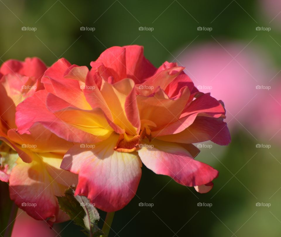 close up of a flower in a garden