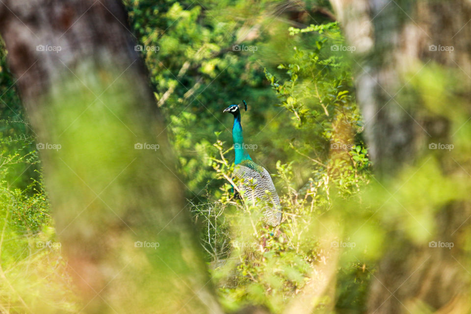 When we accidentaly found the beauty of the forest ofcourse in blue we cant think about the disturbances.... focused #Indian peafowl