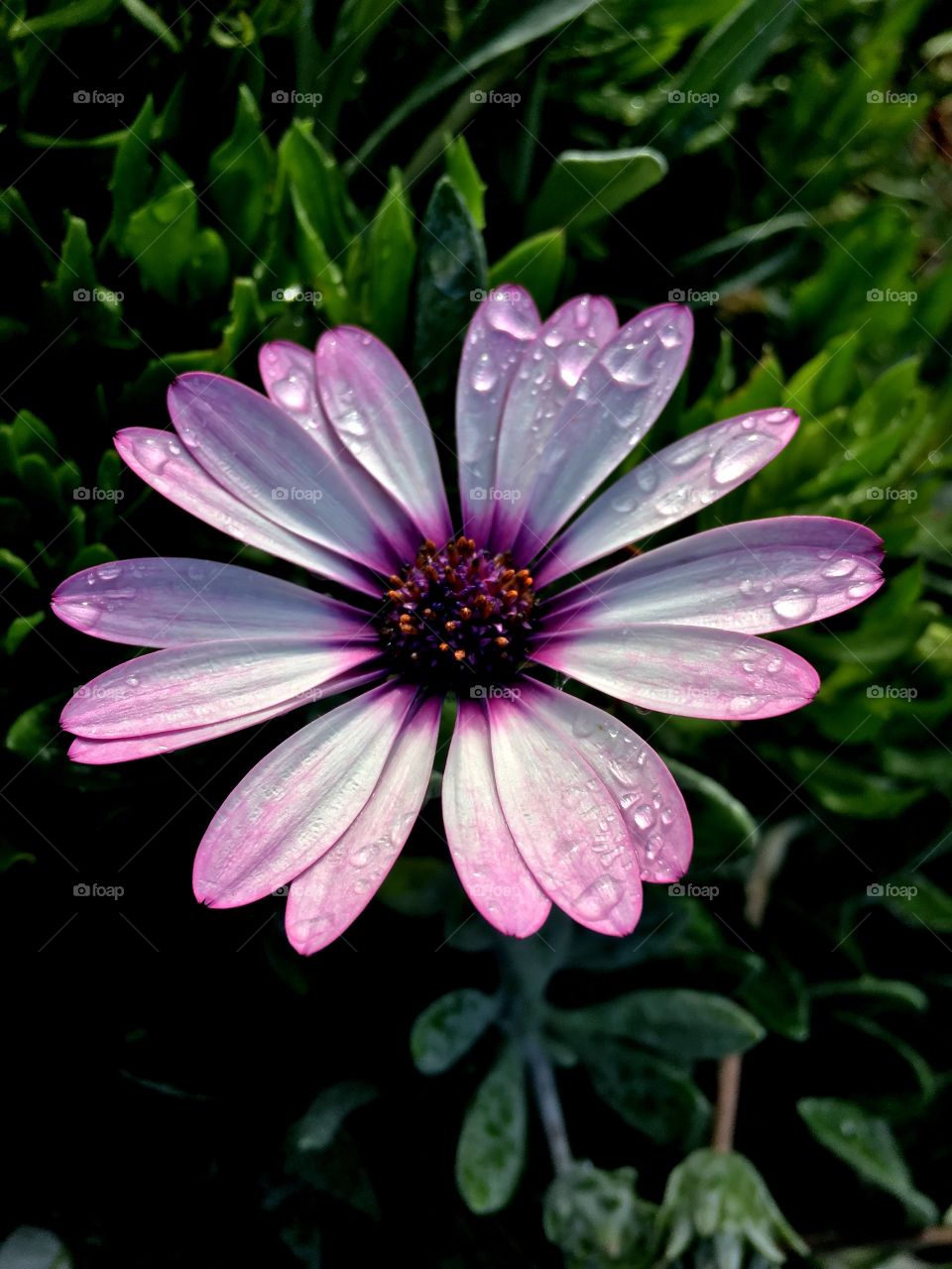 Early morning dewdrops adding to the beauty of this delicate pink petaled flower.