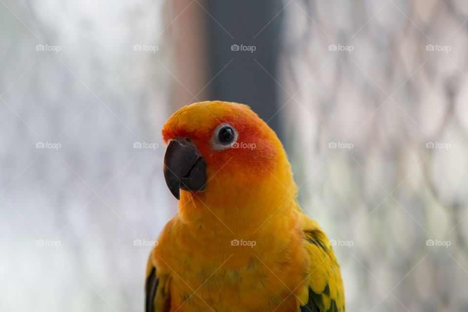 Bird, Parrot, Wildlife, No Person, Nature