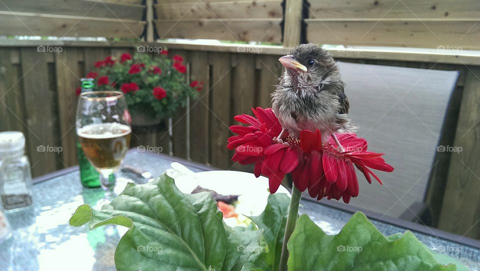 Baby sparrow resting on a flower