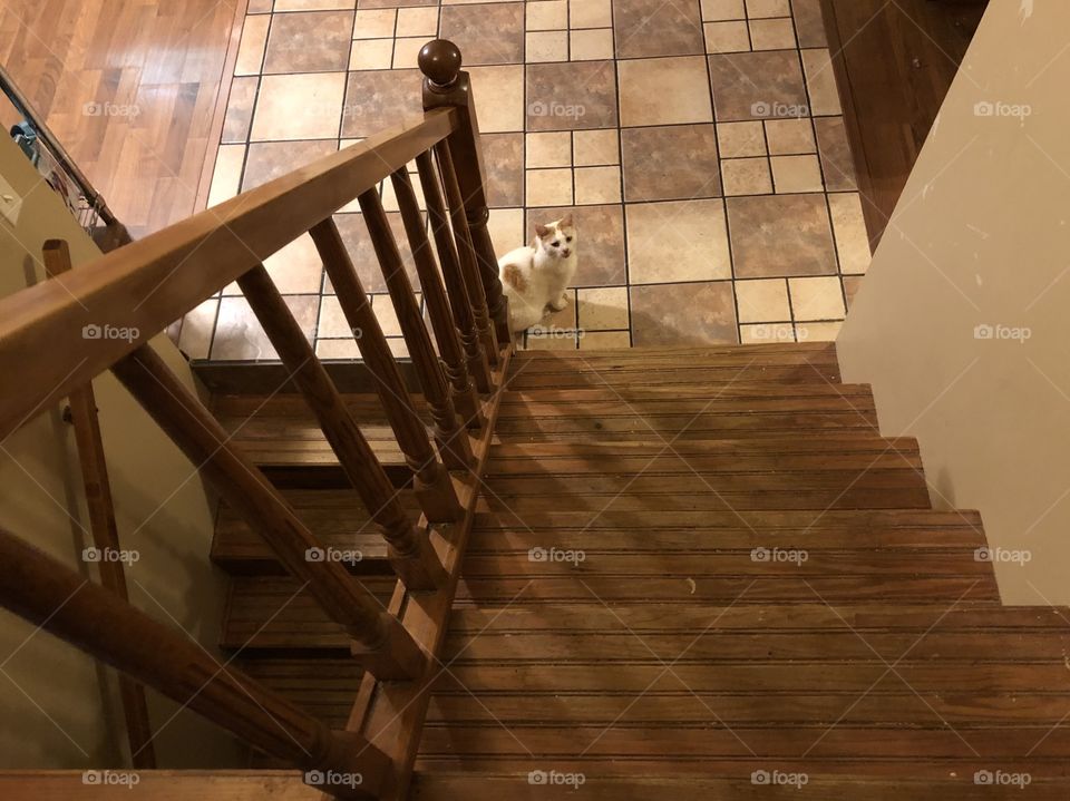 Cat at bottom of stairs