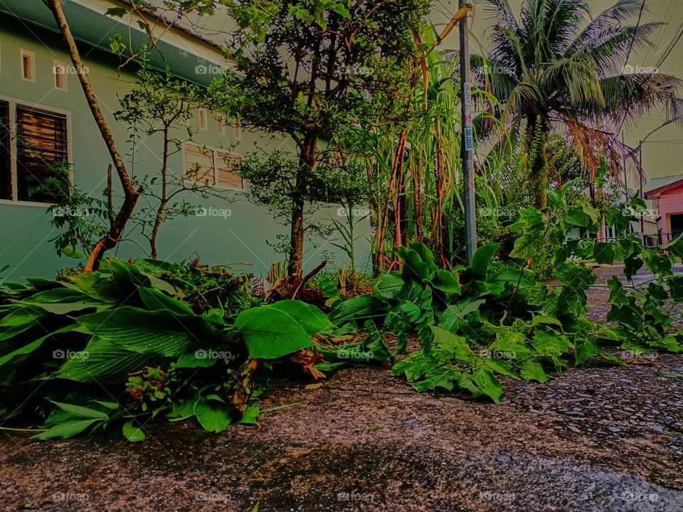 Pruning plants in the garden, then the organic waste is used as fertilizer for the plants in the garden