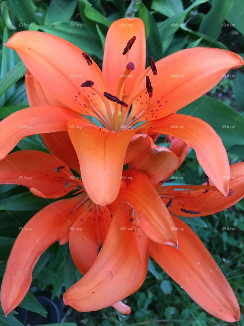 Orange lily 