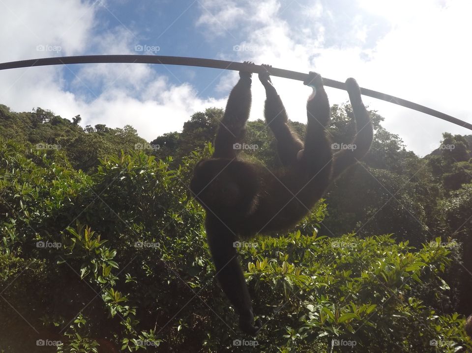 Playing howler monkey