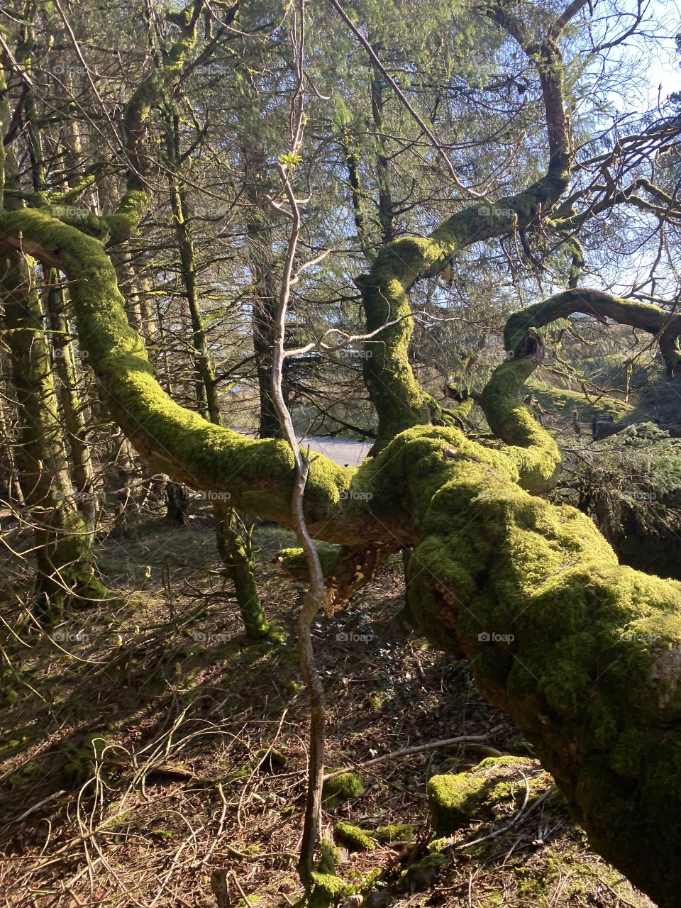 Mossy trees. 