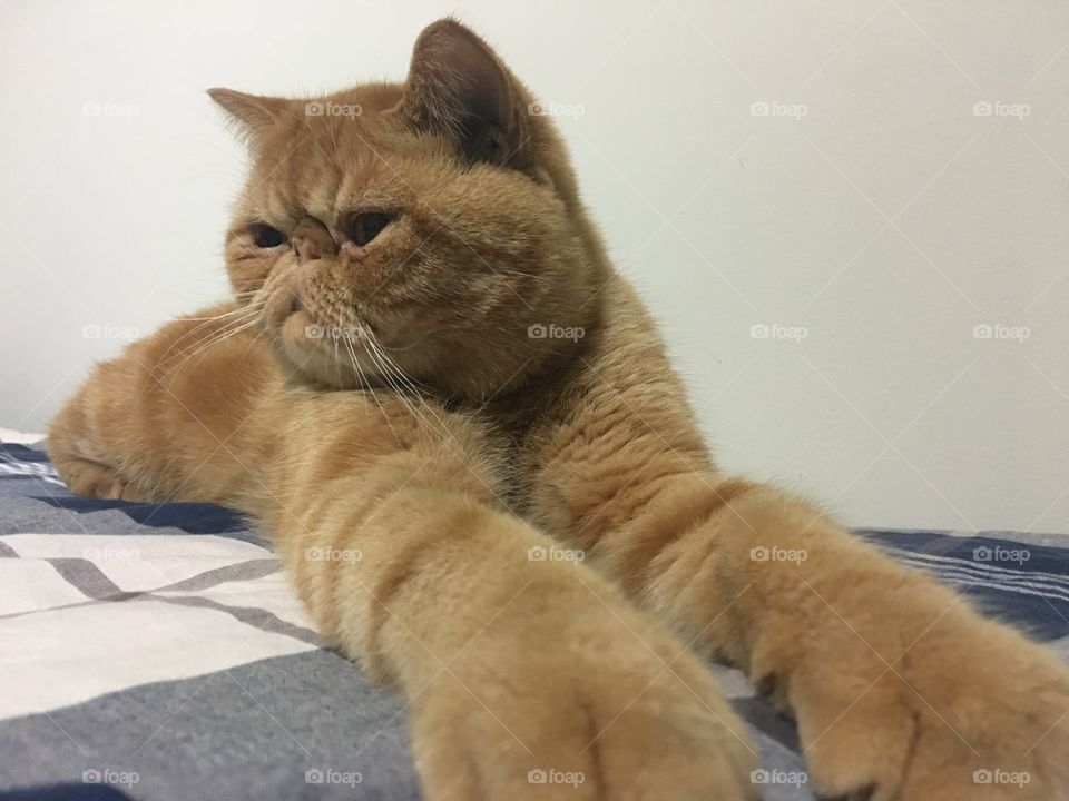 Yoga cat
