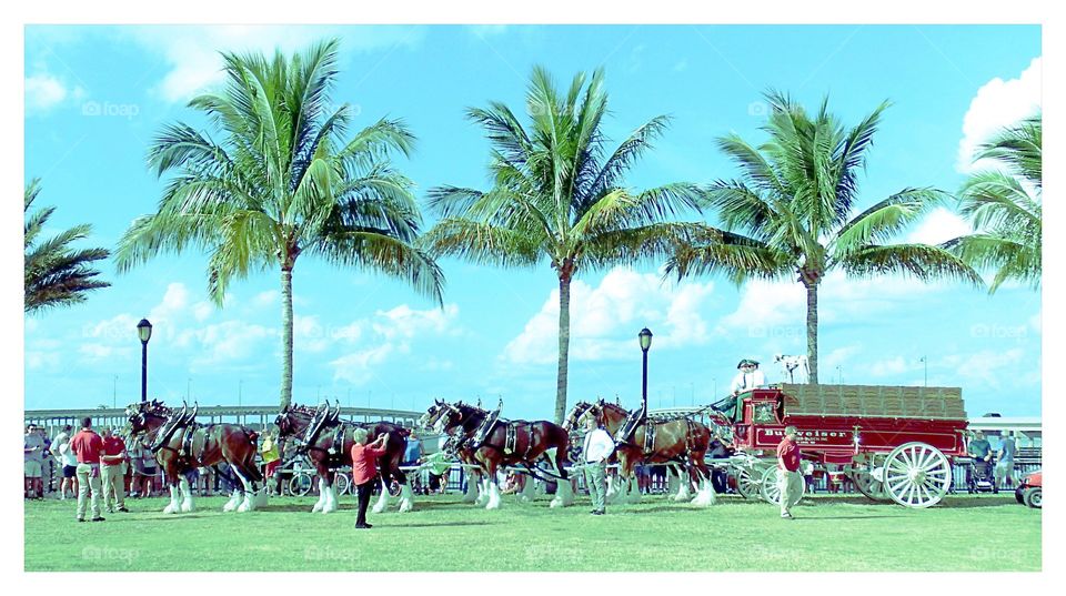 Clydesdale Horse Team

