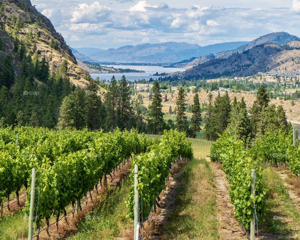 Vineyard with scenic lake and mountain backdrop - Hawthorn Mountain, British Columbia, Canada 