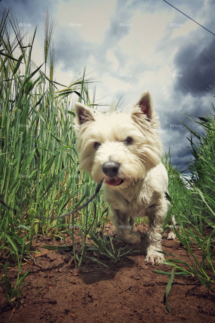 Big Dog. A low angle shot of a Westie dog in a field that makes it look bigger than it really is.