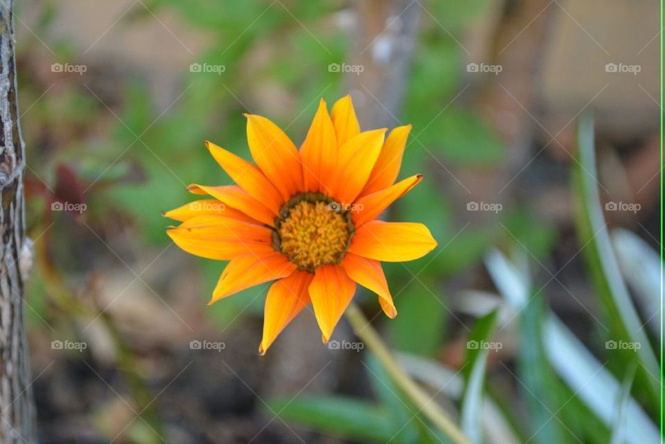 floral . happy snapped 