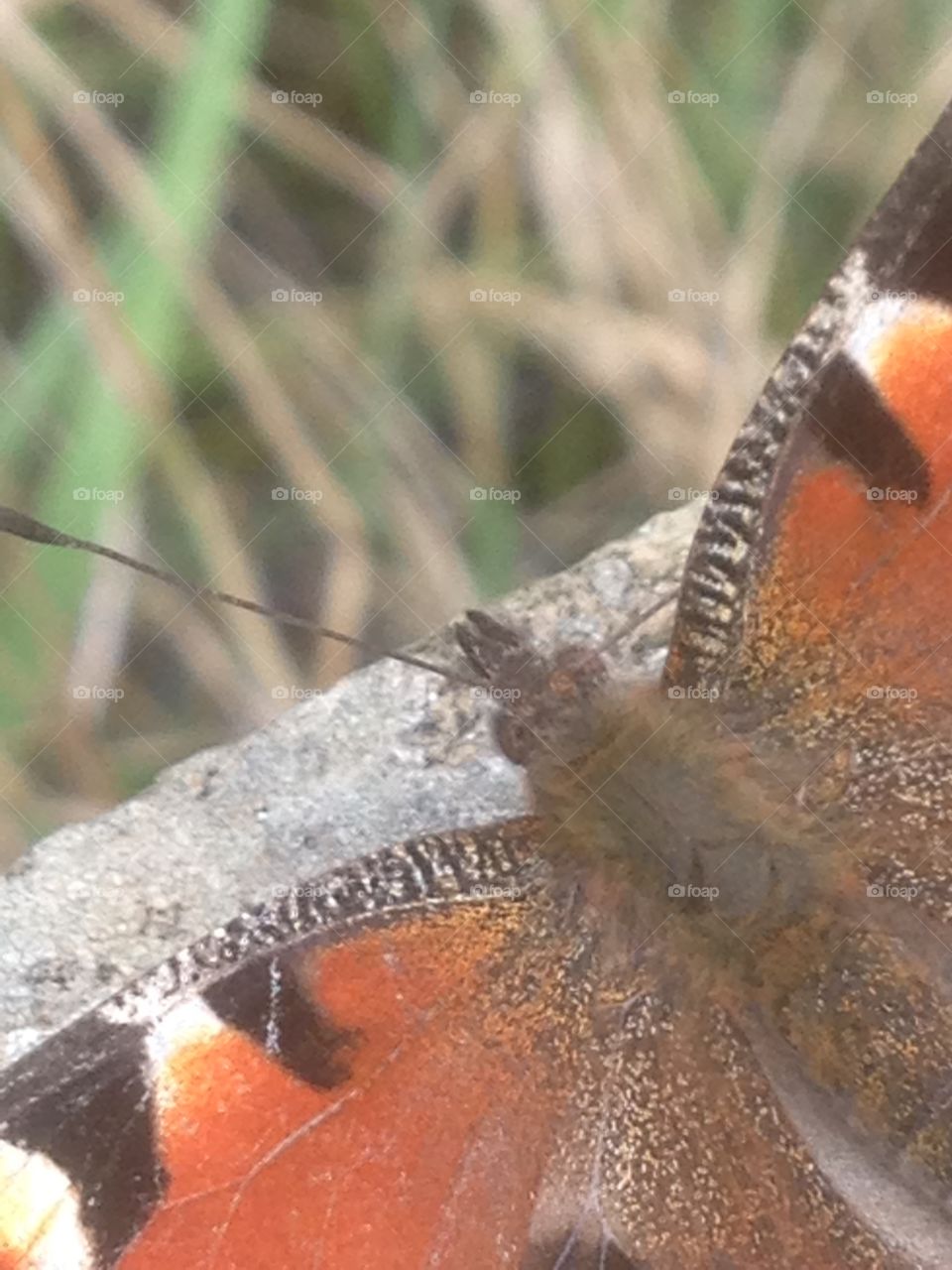 Butterfly close-up