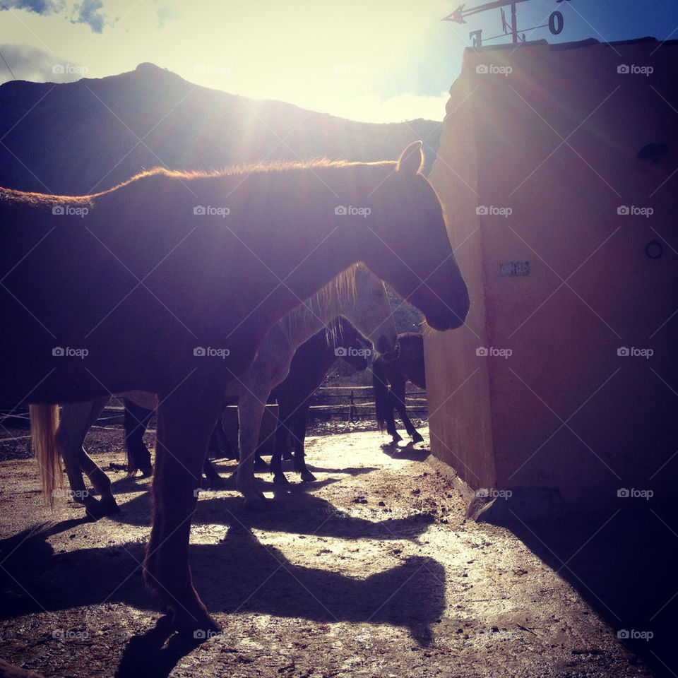 horses horse farm countryside by moosyphoto