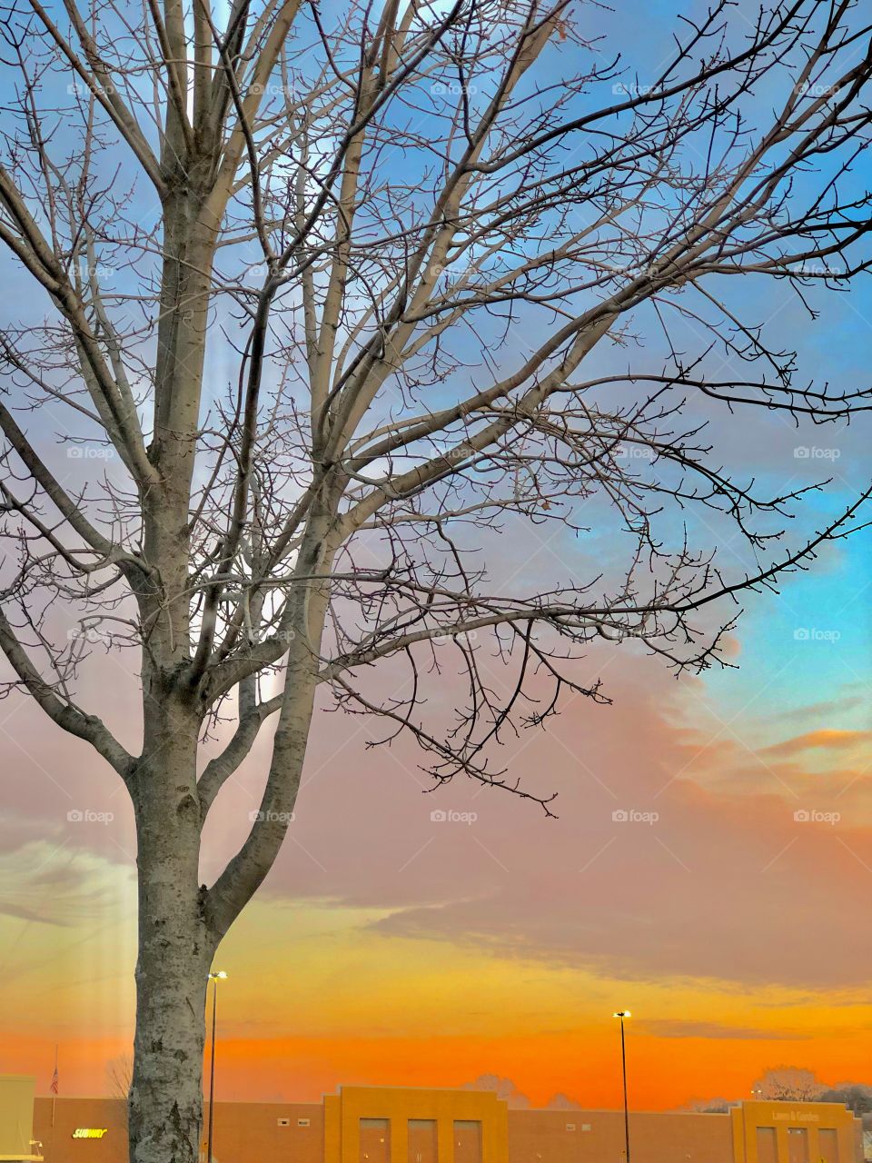 A tree with bare branches is in the foreground with a colorful skyline in the background where the horizon merges with the front exterior of a building.