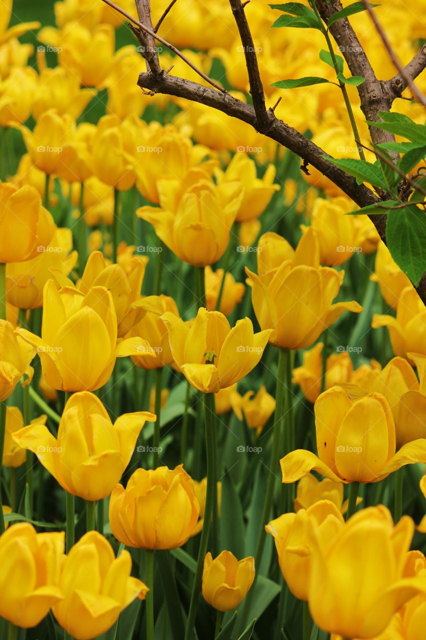 Yellow tulips growing in field