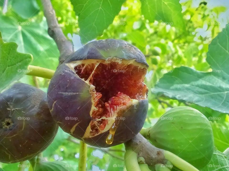 fig natural