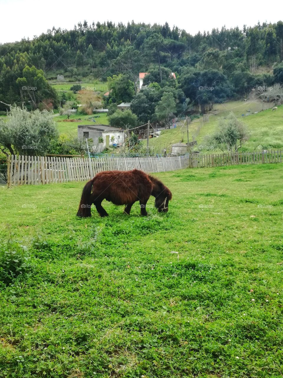 #nature #island #animals #voted #fallowers #Fallowme #fallow_me