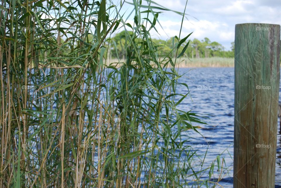 Plants near by sea