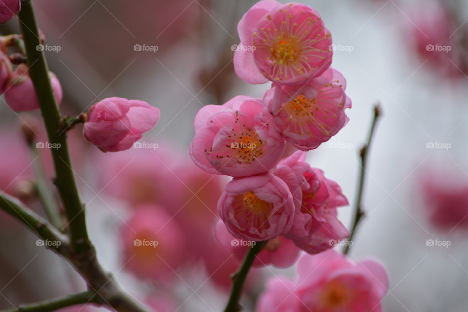 Pink Cherry Blossoms in Spring