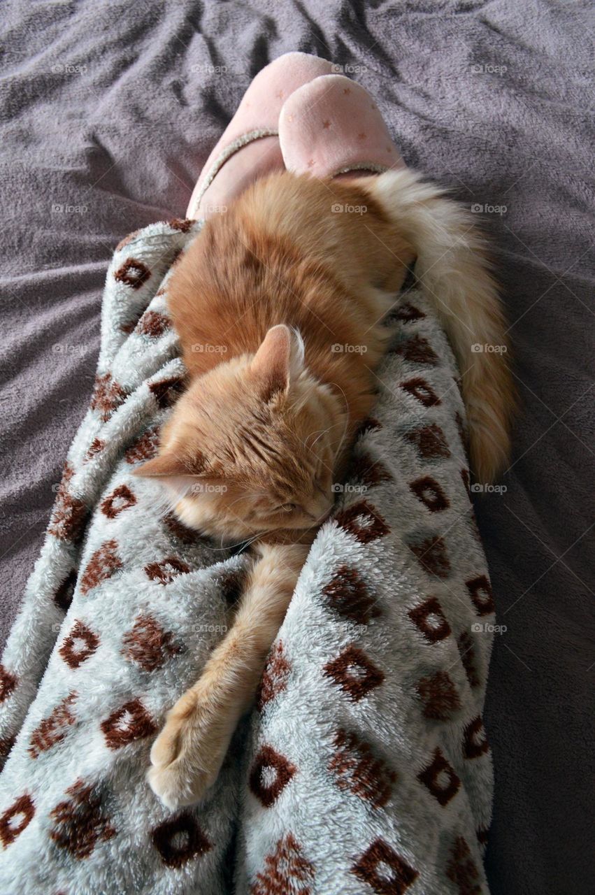 A red cat sleeps on a person's legs