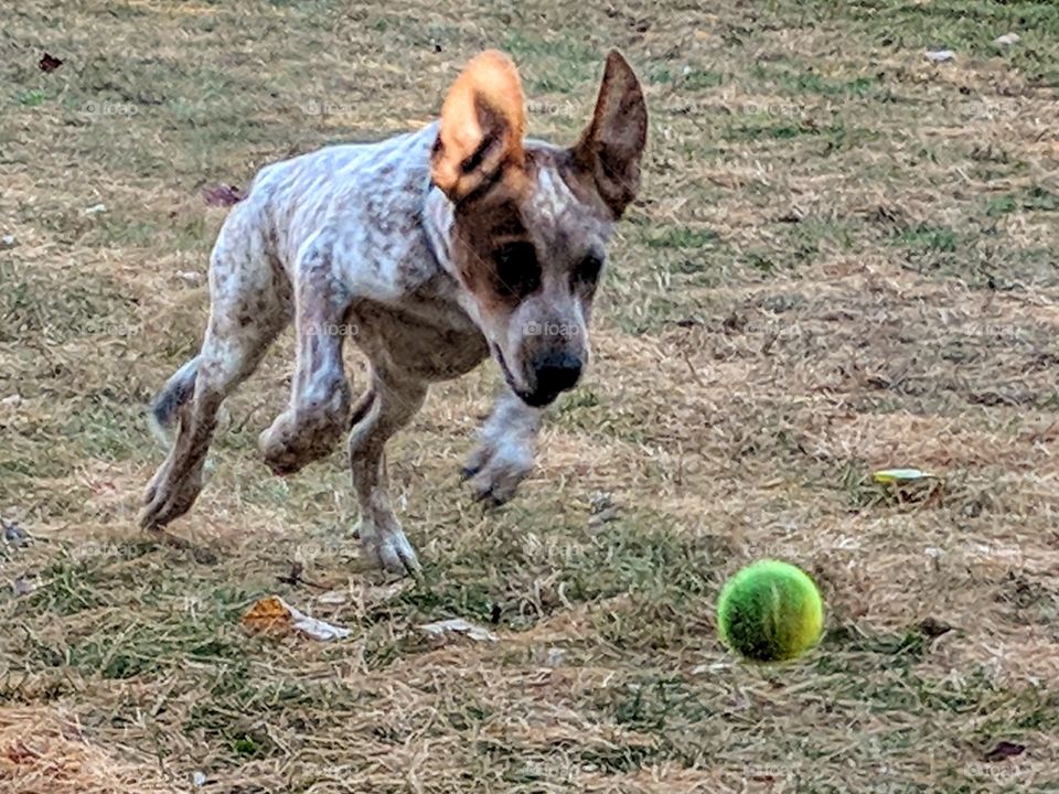 puppy playing fetch