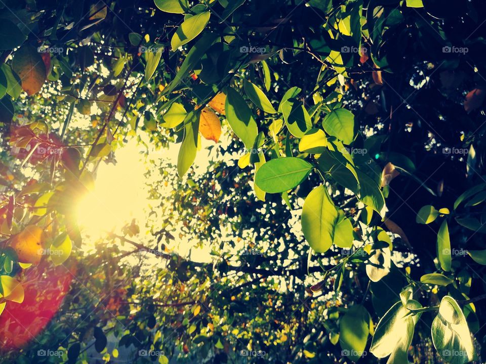 Leaves in evening sunlight.