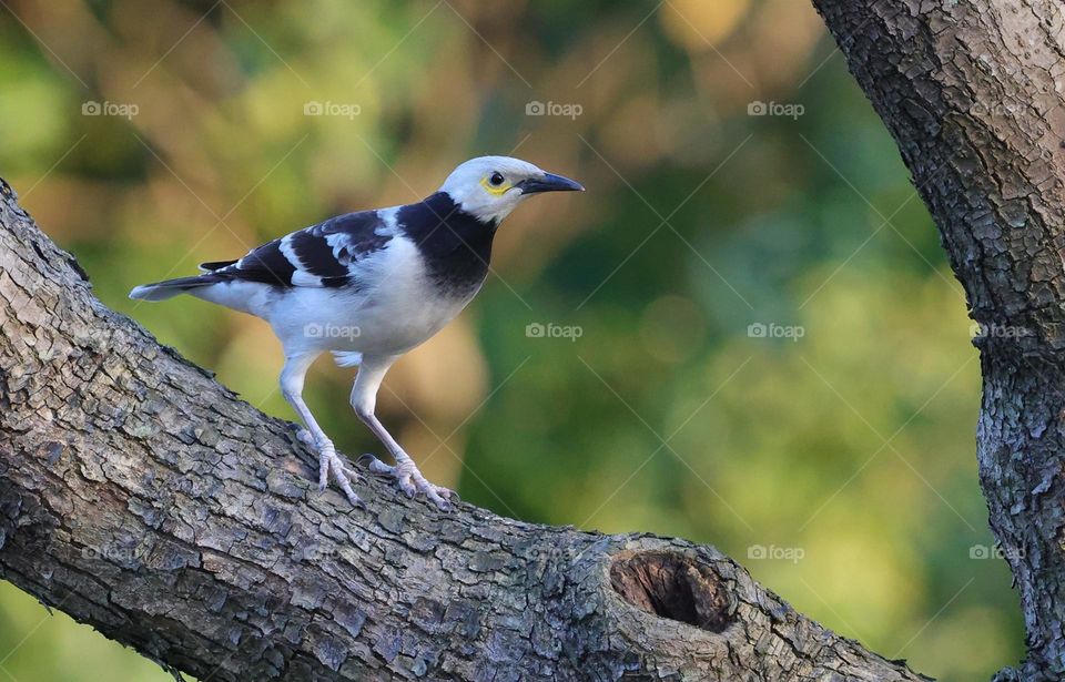 Beautiful and cute bird