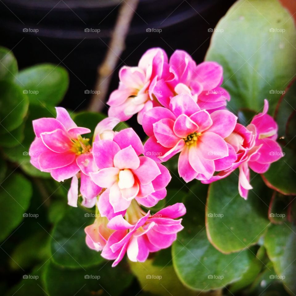 Pink flowers in bloom