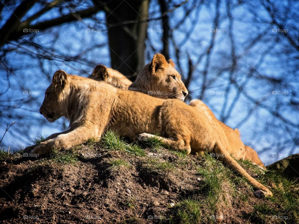 Lion cubs. Lion cubs resting on a hilltop
